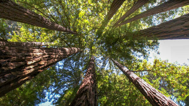 Tree Service Company in Callaway, FL